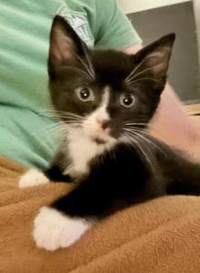 Ernie - American Shorthair Kitten For Adoption - OR&comma; US