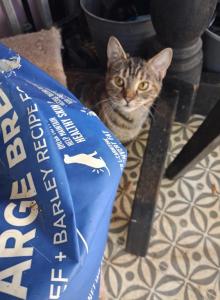 7month old kitten - American Shorthair Kitten For Sale - Randallstown&comma; MD&comma; US