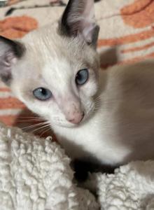 Harmony Grace Snowshoe Siamese - Snowshoe Kitten For Sale - Moneta, VA, US Harmony Grace Snowshoe Siamese - Snowshoe Kitten For Sale - Moneta, VA, US