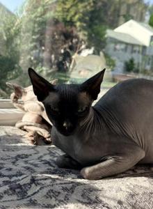 Mira - Sphynx Cat For Sale - Phila&comma; PA&comma; US