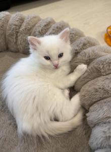 Oliver - Ragdoll Kitten For Sale - Sicklerville&comma; NJ&comma; US
