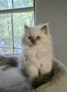 Himalayan - Himalayan Kitten For Sale - Cleveland&comma; TN&comma; US