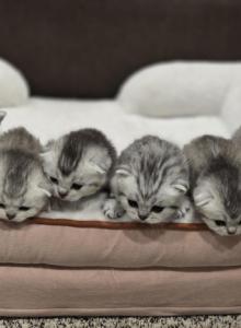 Bella's Babies - Scottish Fold Kitten For Sale - Grove City&comma; OH&comma; US