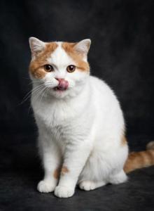 Fenix - Scottish Fold Kitten For Sale - Warwick&comma; NY&comma; US