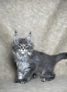Juliet - Maine Coon Kitten For Sale - Powder Springs&comma; GA&comma; US