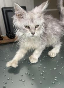 Seven toes Sally - Maine Coon Kitten For Sale - OH&comma; US