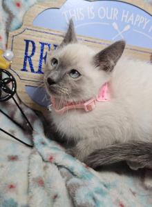 HOLD Lavender Balinese 1 F - Balinese Kitten For Sale - NY&comma; US