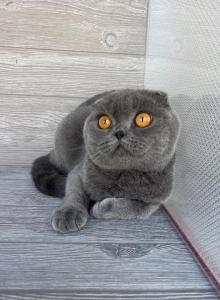 Laska - Scottish Fold Cat For Sale - Wendell&comma; NC&comma; US