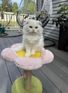 Extra Fluffy Elsa - Scottish Fold Kitten For Sale - Reisterstown&comma; MD&comma; US