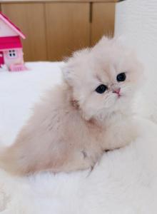 Butter - British Shorthair Kitten For Sale - Yorba Linda, CA, US Butter - British Shorthair Kitten For Sale - Yorba Linda, CA, US