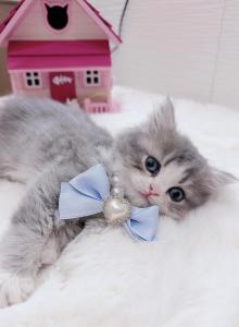 MiuMiu - British Shorthair Kitten For Sale - Yorba Linda&comma; CA&comma; US