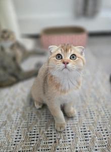 Brutto - Scottish Fold Kitten For Sale - Levittown&comma; PA&comma; US