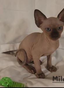 Milo - Sphynx Kitten For Sale - Moline&comma; IL&comma; US