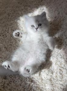Diamond Dollz Lestat - Persian Kitten For Sale - Goodyear, AZ, US Diamond Dollz Lestat - Persian Kitten For Sale - Goodyear, AZ, US