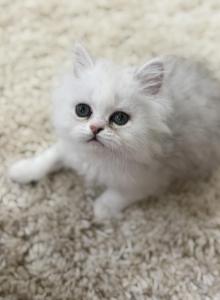 Diamond Dollz pumpkin - Persian Kitten For Sale - Goodyear&comma; AZ&comma; US