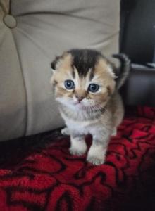 Maple - Scottish Fold Kitten For Sale - Brooklyn, NY, US Maple - Scottish Fold Kitten For Sale - Brooklyn, NY, US