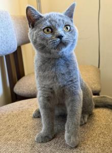 Margo - British Shorthair Kitten For Sale - Brooklyn, NY, US Margo - British Shorthair Kitten For Sale - Brooklyn, NY, US