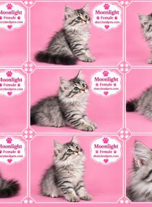 Moonlight - Siberian Kitten For Sale - Mission, TX, US Moonlight - Siberian Kitten For Sale - Mission, TX, US