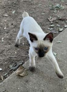 BANDIT BOY MANX JUNE 26 - Siamese Kitten For Sale - Bryan&comma; TX&comma; US