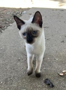 BANDIT BOY MANX JUNE 26 - Siamese Kitten For Sale - Bryan, TX, US BANDIT BOY MANX JUNE 26 - Siamese Kitten For Sale - Bryan, TX, US