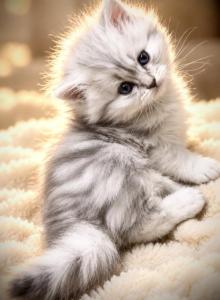 Silver lion - British Shorthair Kitten For Sale - Fairview, NJ, US Silver lion - British Shorthair Kitten For Sale - Fairview, NJ, US