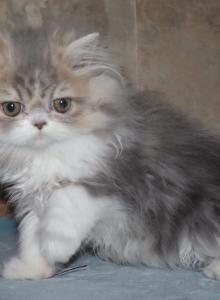 Cory - Persian Kitten For Sale - Enola, PA, US Cory - Persian Kitten For Sale - Enola, PA, US