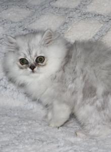 Asher - Persian Kitten For Sale - Enola, PA, US Asher - Persian Kitten For Sale - Enola, PA, US