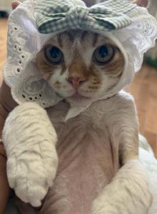 Tiny - Devon Rex Kitten For Sale - Newark, CA, US Tiny - Devon Rex Kitten For Sale - Newark, CA, US