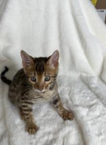 Ruby Blaze - Bengal Kitten For Sale - Medford, OR, US Ruby Blaze - Bengal Kitten For Sale - Medford, OR, US