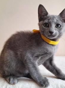 Russian DH Ella - Russian Blue Kitten For Sale - Manorville, NY, US Russian DH Ella - Russian Blue Kitten For Sale - Manorville, NY, US