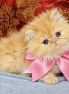 Light pink girl - Persian Kitten For Sale - AZ, US Light pink girl - Persian Kitten For Sale - AZ, US
