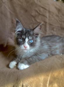 Bluey blue eyed blue smoke shaded lines RARE - Maine Coon Kitten For Sale - Chicago, IL, US Bluey blue eyed blue smoke shaded lines RARE - Maine Coon Kitten For Sale - Chicago, IL, US