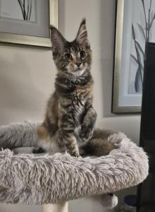 Darling - Maine Coon Kitten For Sale - Staten Island, NY, US Darling - Maine Coon Kitten For Sale - Staten Island, NY, US