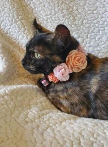 Pebbles - Domestic Kitten For Adoption - Antelope, CA, US Pebbles - Domestic Kitten For Adoption - Antelope, CA, US