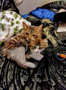 Fluff fluff - Bengal Kitten For Sale - Saint Paul, MN, US Fluff fluff - Bengal Kitten For Sale - Saint Paul, MN, US