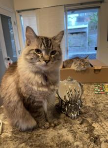 Stormy & Misty - Ragdoll Cat For Adoption - Corona, CA, US Stormy & Misty - Ragdoll Cat For Adoption - Corona, CA, US