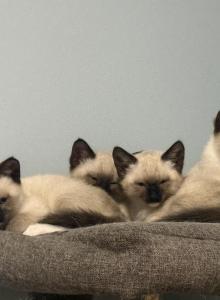Siamese kittens - Siamese Kitten For Sale - Attleboro, MA, US Siamese kittens - Siamese Kitten For Sale - Attleboro, MA, US