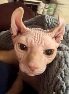 Pink elf ear Male - Sphynx Kitten For Sale - Sand Springs&comma; OK&comma; US