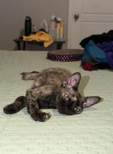 Ms Torri - Devon Rex Kitten For Sale - Bernalillo, NM, US Ms Torri - Devon Rex Kitten For Sale - Bernalillo, NM, US