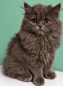 Blazing Sun Persians - Persian Kitten For Sale - Tucson, AZ, US Blazing Sun Persians - Persian Kitten For Sale - Tucson, AZ, US