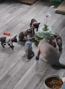 Gorgeous Sphynx Kittens - Sphynx Kitten For Sale - Delavan, WI, US Gorgeous Sphynx Kittens - Sphynx Kitten For Sale - Delavan, WI, US