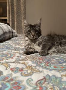 Jamie - Maine Coon Kitten For Sale - Westfield, MA, US Jamie - Maine Coon Kitten For Sale - Westfield, MA, US