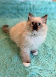 Ragdoll female - Ragdoll Kitten For Sale - Boston, MA, US Ragdoll female - Ragdoll Kitten For Sale - Boston, MA, US