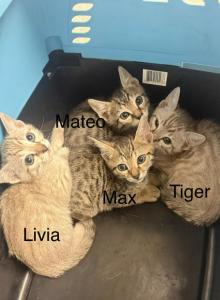 Bengal russian blue mix - Bengal Kitten For Sale - Canal Winchester, OH, US Bengal russian blue mix - Bengal Kitten For Sale - Canal Winchester, OH, US