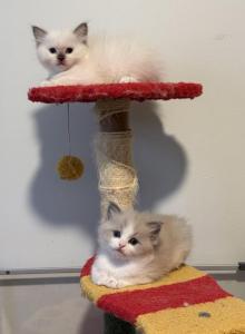 Mirabelles litter - Ragdoll Kitten For Sale - Springfield, MO, US Mirabelles litter - Ragdoll Kitten For Sale - Springfield, MO, US