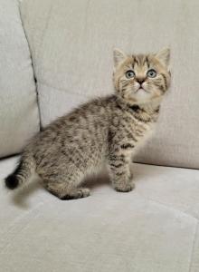 Scottish kittens - Scottish Straight Kitten For Adoption - Edgewood, WA, US Scottish kittens - Scottish Straight Kitten For Adoption - Edgewood, WA, US