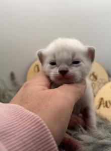 Dex - Bengal Kitten For Sale - ME, US Dex - Bengal Kitten For Sale - ME, US
