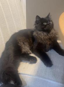 Juniper - Siberian Kitten For Sale - Davie, FL, US Juniper - Siberian Kitten For Sale - Davie, FL, US