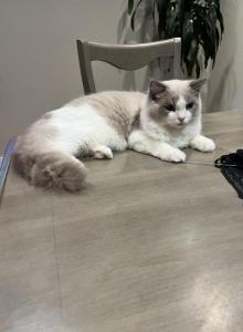 Gaston - Ragdoll Kitten For Sale - San Diego, CA, US Gaston - Ragdoll Kitten For Sale - San Diego, CA, US