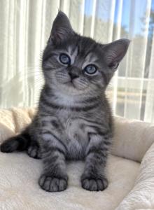 Simba - Scottish Straight Kitten For Sale - Chicago, IL, US Simba - Scottish Straight Kitten For Sale - Chicago, IL, US
